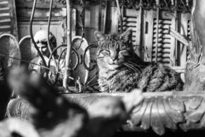 Un chat aux puces